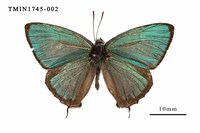 藏品(碧翠灰蝶)的圖片